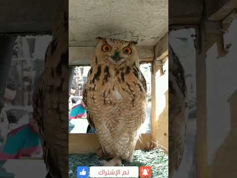 أخطر بومه في مصر سبحانه الله 