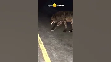 صوت الذئب الاسود في الليل مرعععب 