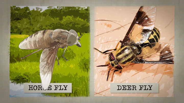 The Biting Truth about Horse Flies - DayDayNews