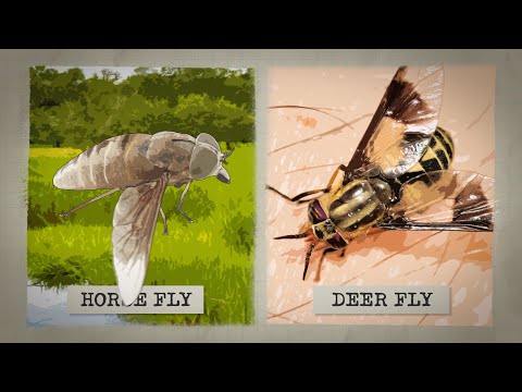Wideo: Dlaczego muchy jeleni gryzą ludzi?
