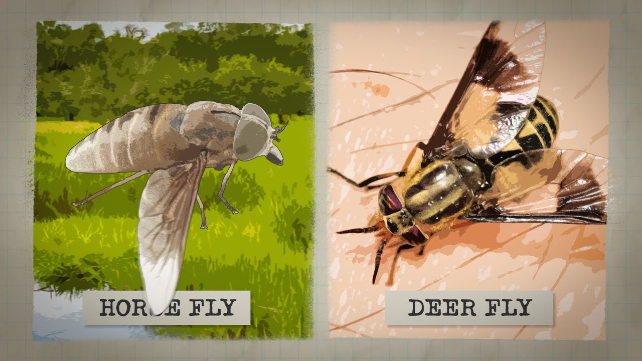The Biting Truth about Horse Flies 
