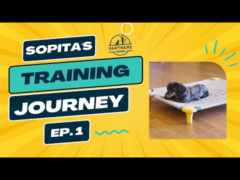Sopita, a real dog at Partners Dogs