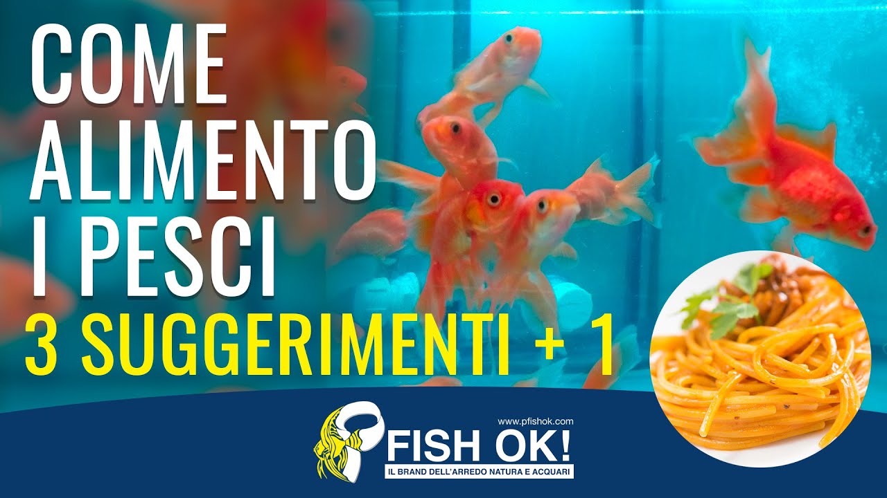 🐟 Come alimento i pesci? 3 suggerimenti + 1 consiglio YouTube 🐟 Come alimento i pesci? 3 suggerimenti + 1 consiglio YouTube