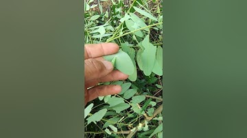 Mùa Tôm Rừng Tây Nguyên #shorts