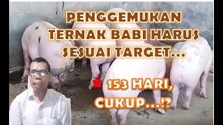 Teknik Penggemukan Ternak Babi Sesuai Target