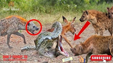 Impala Baby Tries Escaping Python & Hyena | Python vs hyena kill impala
