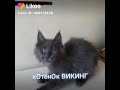 Мейн-кун Викинг