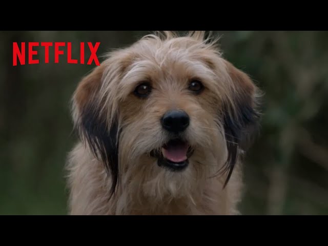 Benji's Clever Plan | Benji | Netflix After School class=