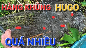 GIỮA MÙA LŨ LỜ DƯỚI DÒNG SÔNG LỚN HỐT TRỌN BẦY LÓC KHỦNG