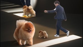 Little mini Pomeranian dog show by Pawfessional Pet Care 135 views 1 month ago 1 minute, 30 seconds