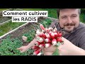 Comment cultiver les radis du mode dbutant au mode avanc