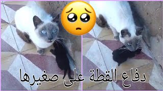 معنى الامومة عند القطط😍حنان القط الام وخوفها على صغيرها الوحيد 😍تربية القطط🐱 (الجزء1)