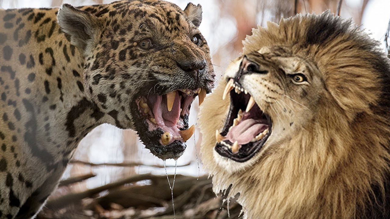 Кто сильнее ягуар или тигр. Ягуар против Льва. Ягуар vs тигр. Ягуары львы тигры. Пума против Льва.
