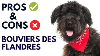 Bouviers des Flandre Dog Breed Pros and Cons | Bouviers des Flandre Advantages and Disadvantages