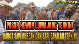 HARGA SAPI BAKALAN DAN QURBAN TERKINI PASAR HEWAN LUMAJANG