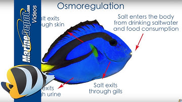 Aquarium Salinity: How to Measure and Why It