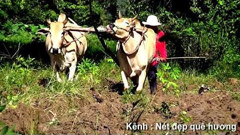 Cuộc sống người nông dân quê tôi bằng mồ hôi đổ trên trang - Núi Tô, Tri Tôn, An Giang 11/07/2021