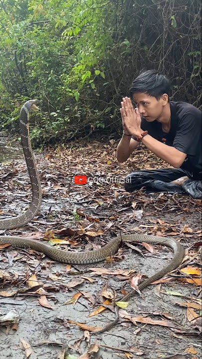 detik det1k tedung selar k3j4r p3mud4 ini #viralvideo #snake #ularbesar #shortvideo #cobra