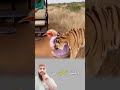 لحظات مرعبة نمر يهاجم سياح في رحلة سفاري درس لن تنساهض 