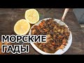 МОРСКИЕ ГАДЫ НА САДЖЕ НА КОСТРЕ. ОЧЕНЬ ВКУСНО