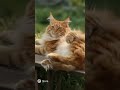 хозяйка абьюзер)