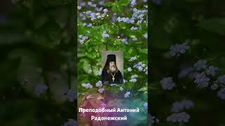 Что Означает Идти Царским Путём? Прп. Антоний Радонежский.