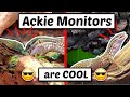 Meet my Topender Ackie Monitors! (this is why I love them)