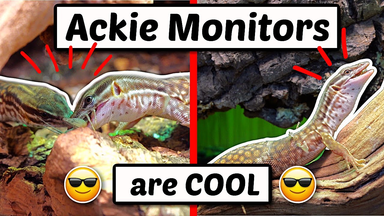 Download Meet my Topender Ackie Monitors! (this is why I love them)