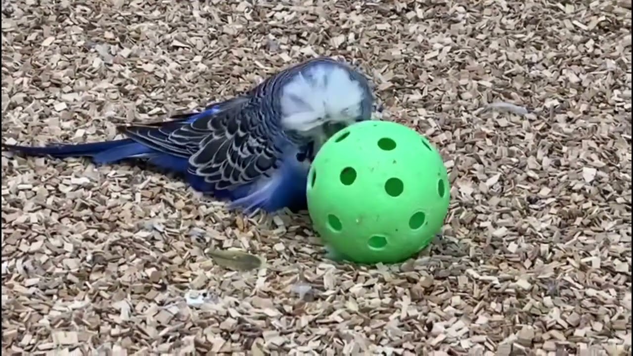 Daniel Lütoft budgie 2022