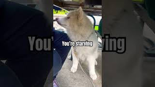 Samoyed is hungry all the time  #dog #pets #samoyed #cute #funny #doglover #food #shorts