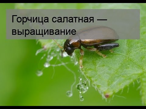 Горчица салатная — выращивание