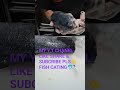 #salmonfish🐬#saumon🐋#sushi#sashimi#seafoodlover#fishlover#instafood#reelfood#foodporn #shortsvedio