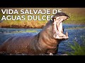 El mundo salvaje las aguas dulces  free documentary nature   espaol