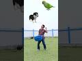 May 12, 2023 Parrot, Shalik, Pigeon, Rooster catching vs Cat & Dog - Funny vfx