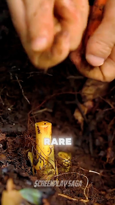 Rare Harv #shorts #china