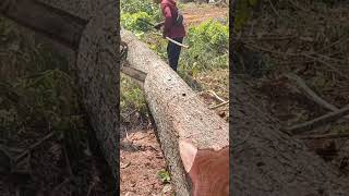 Tebang Mahoni pink masih berlanjut #wood #logging