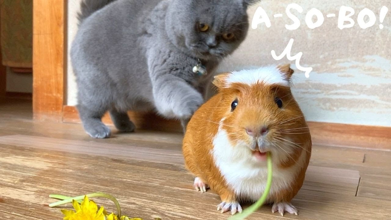 モルモット】愛の猛烈アタック！モルモットと、どうしても遊びたい猫