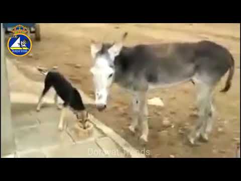 خد يابن الكلب ضحك مووت