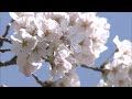 春本番！岡山・半田山植物園で満開の「桜まつり」 の動画、YouTube動画。