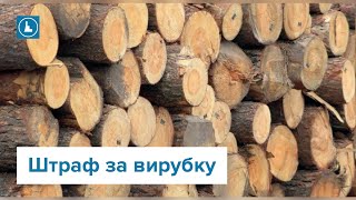 За зрізання дерев - штраф: Торік у Франківську склали 11 протоколів за пошкодження зелених насаджень