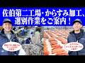 【山田水産佐伯第二工場】海と風が育てる“山田のからすみ”を見てきた　自然×最新設備×職人技…チーム山田の本気とは