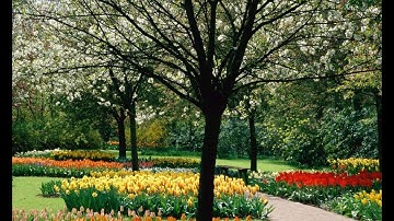 سورة الرحمن نايف الفيصل   كاملة   Ar rahhman Quran   YouTube