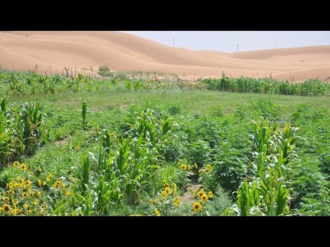 Vídeo: Los Esfuerzos De Reforestación De China Allanan El Camino Para La Protección Del Medio Ambiente