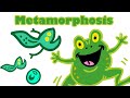 Metamorphosis: The Journey from Tadpole to Frog