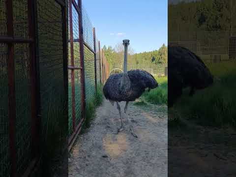 Страус дефелирует в Подмосковном сафари-парке #сафарипарк #nature #забавныеживотные #страус