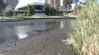 River Torrens is drained of water
