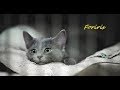 Flageto - Foriris - (2019)  - katoj