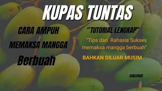 Cara Memaksa Mangga Berbuah