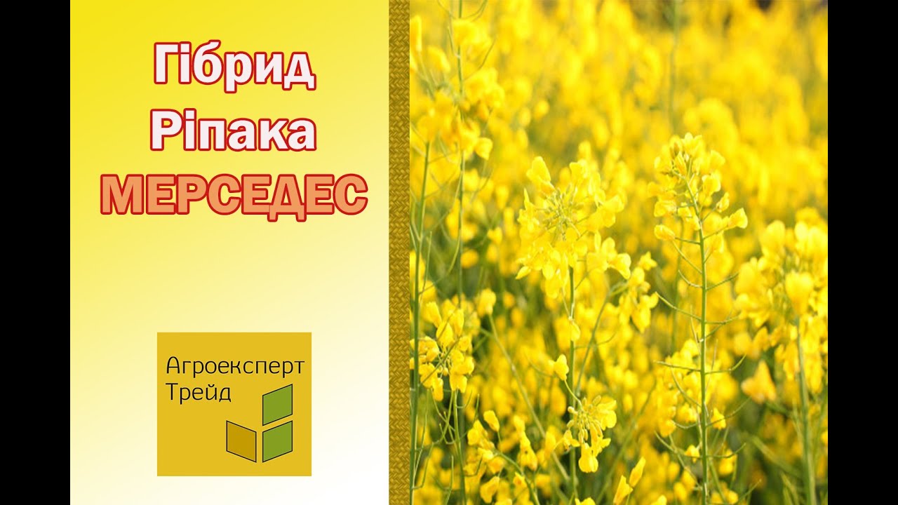 Мерседес рапс озимый
