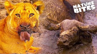 Lions Find a Buffalo Alive &amp; Stuck in Mud | Nature Bites